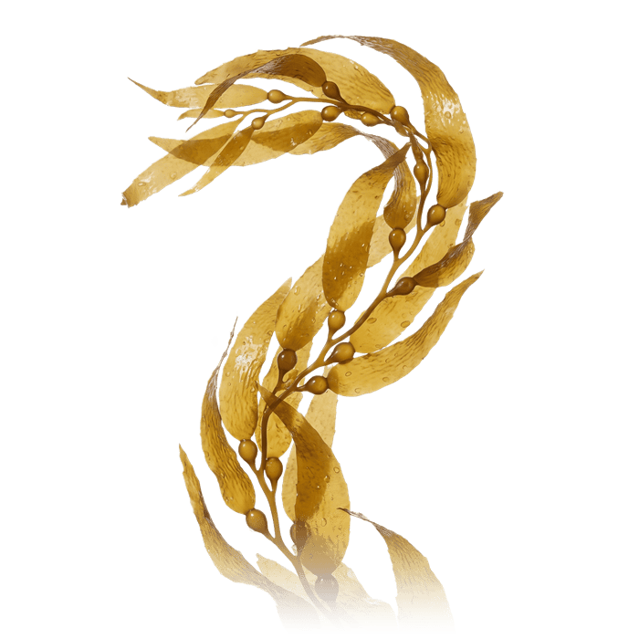 The Kelp